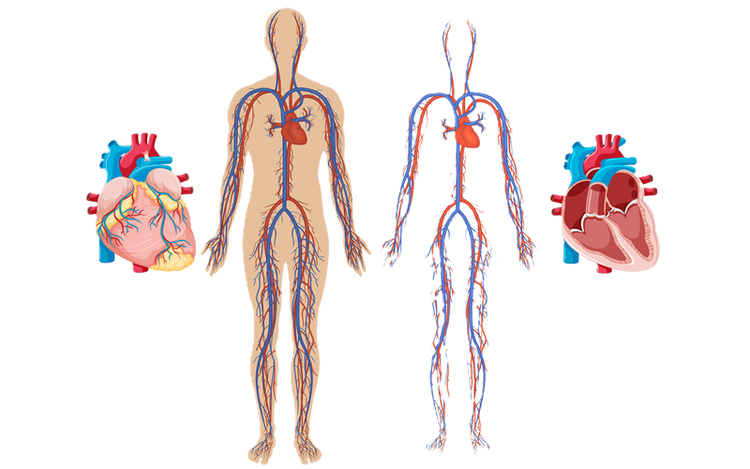 Sistema Cardiovascular Saudável